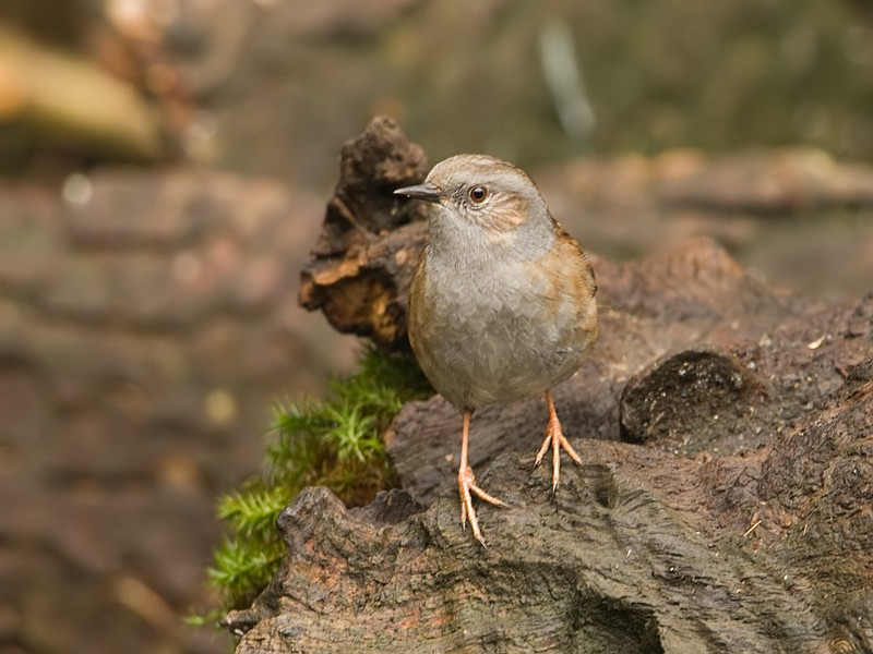 Prunella modularis Hedge Accentor Heggenmus